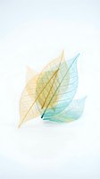 Delicate transparent skeleton leaves in yellow and turquoise colors on white background showing intricate vein patterns for natural design projects.