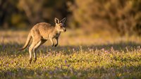 Young kangaroo joey standing alert in golden sunset light on wildflower meadow with warm bokeh background for wildlife and nature projects.