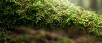 Lush green moss covering forest floor with soft natural light filtering through woodland canopy, suitable for nature and environmental backgrounds.