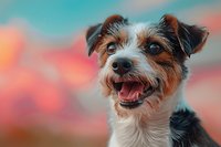 Happy Jack Russell terrier mix dog with white and brown fur smiling against colorful blurred bokeh background, showing friendly expression and perked ears.