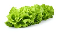 Fresh green lettuce leaves arranged in row showing crisp, curly texture on pure white background, isolated organic produce for food and cooking designs.