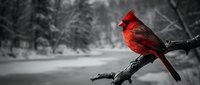 Vibrant red cardinal perched on snow-covered branch in winter forest with selective color effect against monochrome background for nature photography.