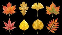 Eight watercolor autumn leaves in red, orange, and yellow tones, isolated on transparent background. Great for T-shirts, stickers, clipart, sublimation, and print on demand design.