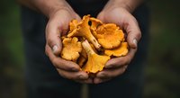 Man holding fresh golden chanterelle mushrooms in cupped hands outdoors, showcasing foraged wild edible fungi for cooking and culinary use.
