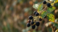 Fresh ripe blackberries hanging on thorny bush branch with green leaves in natural outdoor garden setting during harvest season for healthy organic food.
