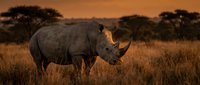 Rhinoceros standing in golden savanna grassland at sunset with acacia trees in background, wildlife photography for nature and conservation projects.