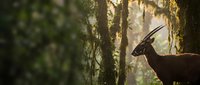 Majestic impala antelope with curved horns standing in golden sunlight filtering through forest trees creating dramatic wildlife scene.
