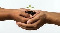 Two hands gently holding small green plant seedling growing from dark soil, symbolizing care, growth, environmental protection and nurturing life.