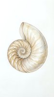 Watercolor nautilus shell with golden spiral chambers isolated on white background for marine biology education and coastal home decor projects.