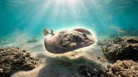 Stingray gliding gracefully over sandy ocean floor with sunbeams filtering through turquoise water creating magical underwater marine scene for diving content.