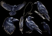 Crow and raven collection isolated on transparent background. Black birds in various poses including flying, perched, and detailed head studies. Ready for clipart, t-shirt design, stickers, and print-on-demand projects.