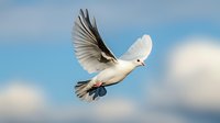 White dove flying against blue sky with spread wings, graceful pose captured in mid-flight showing detailed feathers and peaceful expression.