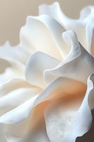 Delicate white flower petals create soft waves and curves in extreme macro photography, with gentle peach undertones adding warmth to ethereal natural forms.