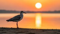 Seagull silhouette standing on beach shore during golden sunset over calm water. Peaceful coastal scene with warm orange sky and sun reflection on lake surface.