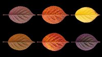 Six autumn leaves in red, orange, yellow and purple tones, isolated on transparent background. Ready for stickers, clipart, t-shirt design, sublimation, print on demand.