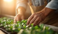 Male farmer hands tending to young green seedlings in greenhouse nursery trays during sunrise. Organic farming and sustainable agriculture concept. Natural light glow.