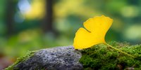 Vibrant yellow ginkgo leaf resting on moss-covered stone in forest setting with soft bokeh background, symbolizing autumn tranquility.