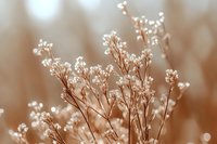 Delicate white baby's breath flowers against soft sepia background with dreamy bokeh effect, creating romantic and ethereal natural floral composition.