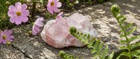 Raw rose quartz crystal on a stone surface surrounded by pink cosmos flowers and green fern leaves in a natural garden setting.