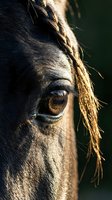 Close-up of horse head with braided mane, golden eye detail, and dark coat illuminated by natural sunlight. Suitable for equestrian, animal, and nature-themed projects.