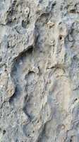 Fossilized footprints and tracks embedded in ancient stone surface, showing preserved impressions from prehistoric creatures, suitable for paleontology, geology, and educational materials.