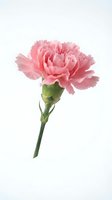Pink carnation flower with green stem isolated on white background for greeting cards, wedding invitations and floral design projects.