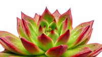 Vibrant succulent plant with layered green and red leaves isolated on white background, suitable for botanical designs and nature-themed projects.