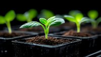 Young green seedlings growing in black plastic pots with soil, perfect for gardening and agriculture concepts, representing new life and growth in nursery setting.