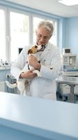 Senior Caucasian male veterinarian in white coat holding a Jack Russell Terrier dog in a modern veterinary clinic examination room.