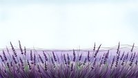 Purple lavender field border with delicate flowers and stems creating natural frame on white background for aromatherapy and wellness designs.