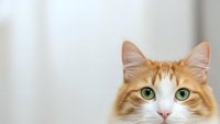 Adorable orange tabby cat with green eyes and white markings looking directly at camera against soft blurred background for pet care advertising.
