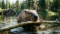 Beaver swimming in forest lake holding wooden branch in teeth, wildlife nature scene with evergreen trees and natural habitat for outdoor adventure content.