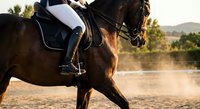 Professional equestrian rider in white breeches on dark bay horse during dressage training session in golden sunset light with dust particles in air.