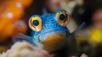 Vibrant blue and yellow blenny fish with large expressive eyes in close-up macro photography against blurred coral reef background, showcasing underwater marine life.