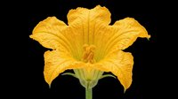 Bright yellow iris flower with ruffled petals isolated on transparent background, ready for clipart, t-shirt design, stickers, print-on-demand products and sublimation projects.