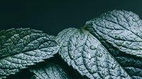 Fresh mint leaves with detailed texture and water droplets on dark background for culinary and herbal applications.