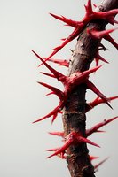 Sharp red thorns on dark brown tree branch against light background, dramatic macro photography highlighting natural defense mechanisms in plants.