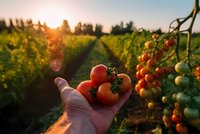 Hand holding fresh ripe tomatoes in organic garden at golden hour sunset with rows of tomato plants and warm sunlight creating agricultural harvest scene.