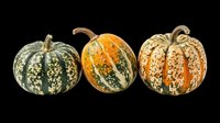 Three decorative gourds isolated on transparent background, ready for fall harvest designs, T-shirts, stickers, clipart, print on demand, and sublimation projects.