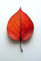 Vibrant red autumn leaf with detailed veins and delicate texture isolated on white background, showcasing natural botanical patterns and seasonal change.