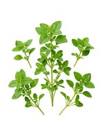 Fresh green basil herb sprigs isolated on white background, ready for culinary, cooking, and design applications.
