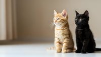Two adorable kittens sitting together on floor, orange tabby and black cat, domestic pets, feline companions, cute baby animals for pet care concepts.