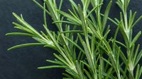 Freshly harvested rosemary sprigs with vibrant green needle-like leaves against dark background, suitable for culinary, food styling, and herb-related content.