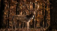 Spotted deer stag with antlers standing in autumn forest with golden sunlight filtering through trees and fallen leaves on ground.