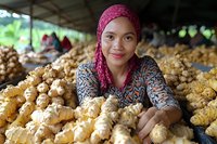 Young Asian woman in pink hijab sorting fresh ginger at local market stall, showcasing agricultural produce in rural setting.