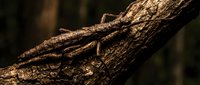 Detailed close-up of weathered tree bark texture with deep grooves and natural patterns. Perfect for nature backgrounds and organic design projects.