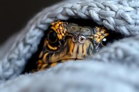 Eastern box turtle peeking through cozy gray knitted blanket, showing detailed eye and colorful shell pattern in macro photography. Perfect for wildlife and comfort concepts.