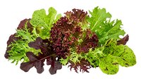 Fresh mixed salad greens with lettuce varieties including red leaf, green leaf and textured leaves isolated on white background for healthy eating concepts.