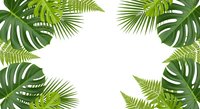 Tropical leaves frame with monstera, palm fronds and ferns creating natural border on white background for summer design projects.