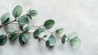 Fresh eucalyptus branch with round green leaves on light textured background, perfect for natural decor and wellness designs.